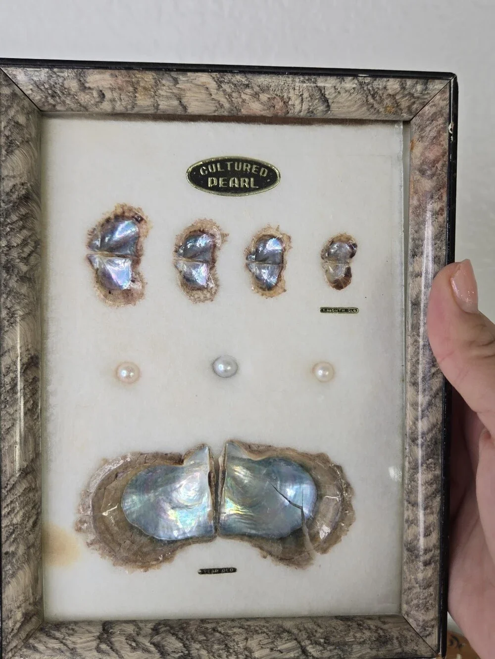 VTG 1970s Japanese Pearl Oyster Specimen Display Frame Cultured Pearl
